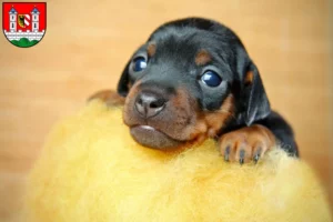 Mehr über den Artikel erfahren Zwergpinscher Züchter und Welpen in Lauf an der Pegnitz