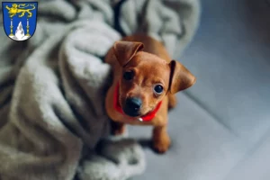 Mehr über den Artikel erfahren Zwergpinscher Züchter und Welpen in Lichtenfels (Oberfranken)