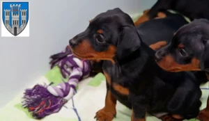 Mehr über den Artikel erfahren Zwergpinscher Züchter und Welpen in Limburg an der Lahn