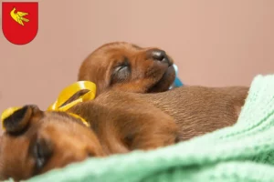 Mehr über den Artikel erfahren Zwergpinscher Züchter und Welpen in Lörrach