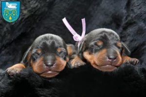 Mehr über den Artikel erfahren Zwergpinscher Züchter und Welpen in Luckenwalde