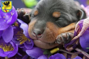 Mehr über den Artikel erfahren Zwergpinscher Züchter und Welpen in Ludwigsburg