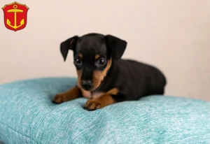 Mehr über den Artikel erfahren Zwergpinscher Züchter und Welpen in Ludwigshafen am Rhein
