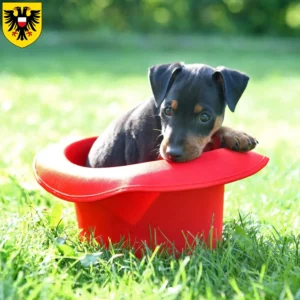 Mehr über den Artikel erfahren Zwergpinscher Züchter und Welpen in Lübeck