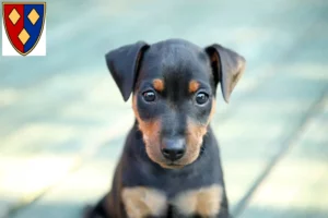 Mehr über den Artikel erfahren Zwergpinscher Züchter und Welpen in Lüchow (Wendland)