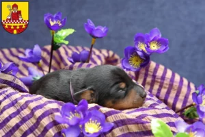 Mehr über den Artikel erfahren Zwergpinscher Züchter und Welpen in Lüdenscheid