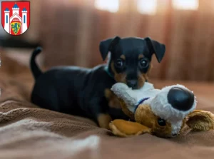 Mehr über den Artikel erfahren Zwergpinscher Züchter und Welpen in Lüneburg