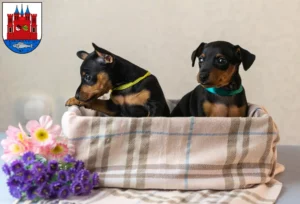 Mehr über den Artikel erfahren Zwergpinscher Züchter und Welpen in Lutherstadt Wittenberg