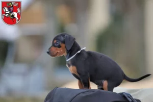 Mehr über den Artikel erfahren Zwergpinscher Züchter und Welpen in Marburg