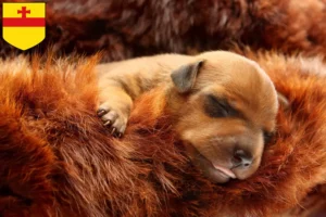 Mehr über den Artikel erfahren Zwergpinscher Züchter und Welpen in Meppen