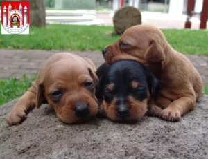 Mehr über den Artikel erfahren Zwergpinscher Züchter und Welpen in Merseburg