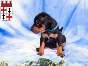 Mehr über den Artikel erfahren Zwergpinscher Züchter und Welpen in Merzig