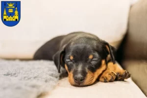 Mehr über den Artikel erfahren Zwergpinscher Züchter und Welpen in Mettmann