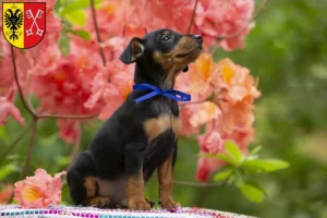 Mehr über den Artikel erfahren Zwergpinscher Züchter und Welpen in Minden
