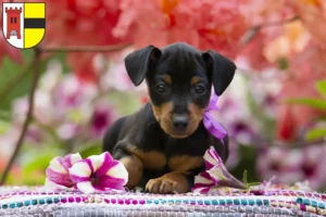 Mehr über den Artikel erfahren Zwergpinscher Züchter und Welpen in Moers