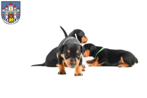 Mehr über den Artikel erfahren Zwergpinscher Züchter und Welpen in Montabaur