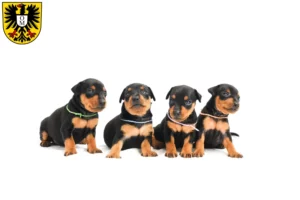Mehr über den Artikel erfahren Zwergpinscher Züchter und Welpen in Mosbach