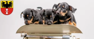 Mehr über den Artikel erfahren Zwergpinscher Züchter und Welpen in Mühlhausen/Thüringen