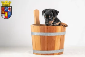 Mehr über den Artikel erfahren Zwergpinscher Züchter und Welpen in Mülheim an der Ruhr