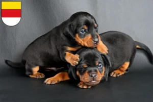 Mehr über den Artikel erfahren Zwergpinscher Züchter und Welpen in Münster