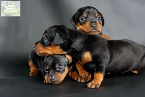 Mehr über den Artikel erfahren Zwergpinscher Züchter und Welpen aus dem Münsterland