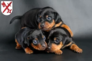 Mehr über den Artikel erfahren Zwergpinscher Züchter und Welpen in Naumburg (Saale)
