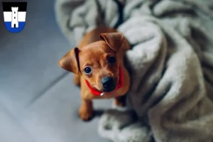Mehr über den Artikel erfahren Zwergpinscher Züchter und Welpen in Neu-Ulm