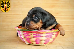 Mehr über den Artikel erfahren Zwergpinscher Züchter und Welpen in Neuenburg