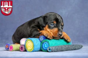 Mehr über den Artikel erfahren Zwergpinscher Züchter und Welpen in Neumünster