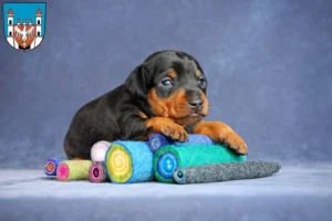 Mehr über den Artikel erfahren Zwergpinscher Züchter und Welpen in Neuruppin