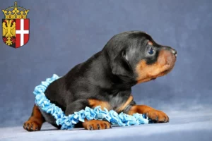 Mehr über den Artikel erfahren Zwergpinscher Züchter und Welpen in Neuss