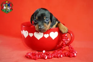 Mehr über den Artikel erfahren Zwergpinscher Züchter und Welpen in Neustadt an der Waldnaab