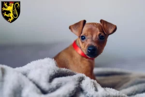 Mehr über den Artikel erfahren Zwergpinscher Züchter und Welpen in Neustadt an der Weinstraße