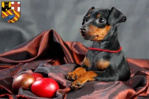 Mehr über den Artikel erfahren Zwergpinscher Züchter und Welpen in Neuwied