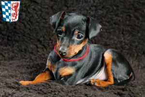 Mehr über den Artikel erfahren Zwergpinscher Züchter und Welpen in Niederbayern