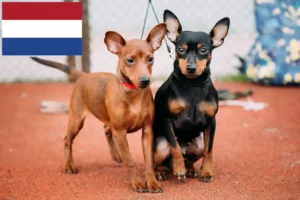 Mehr über den Artikel erfahren Zwergpinscher Züchter und Welpen in den Niederlanden
