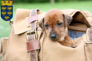 Mehr über den Artikel erfahren Zwergpinscher Züchter und Welpen in Niederösterreich