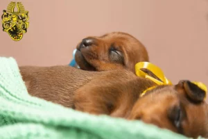 Mehr über den Artikel erfahren Zwergpinscher Züchter und Welpen in Nordhausen
