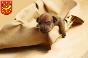 Mehr über den Artikel erfahren Zwergpinscher Züchter und Welpen in Nordhorn