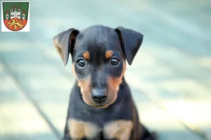 Mehr über den Artikel erfahren Zwergpinscher Züchter und Welpen in Northeim