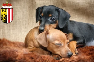 Mehr über den Artikel erfahren Zwergpinscher Züchter und Welpen in Oberösterreich
