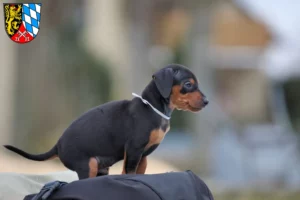 Mehr über den Artikel erfahren Zwergpinscher Züchter und Welpen in der Oberpfalz