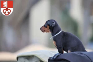 Mehr über den Artikel erfahren Zwergpinscher Züchter und Welpen in Obwalden