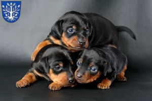 Mehr über den Artikel erfahren Zwergpinscher Züchter und Welpen in Offenbach am Main