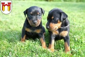 Mehr über den Artikel erfahren Zwergpinscher Züchter und Welpen in Offenburg