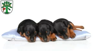 Mehr über den Artikel erfahren Zwergpinscher Züchter und Welpen in Oranienburg