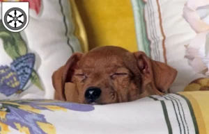Mehr über den Artikel erfahren Zwergpinscher Züchter und Welpen in Osnabrück