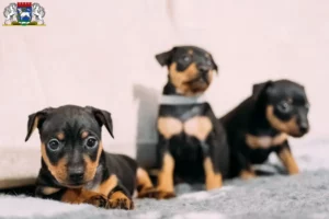 Mehr über den Artikel erfahren Zwergpinscher Züchter und Welpen in Osterholz-Scharmbeck