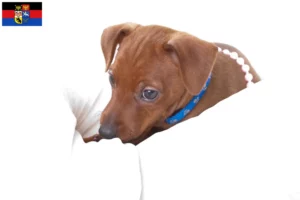 Mehr über den Artikel erfahren Zwergpinscher Züchter und Welpen in Ostfriesland