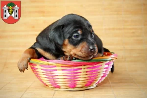 Mehr über den Artikel erfahren Zwergpinscher Züchter und Welpen in Plauen